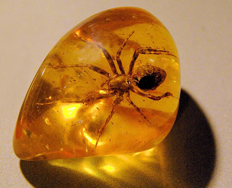 Amber Museum